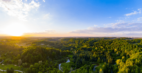 Aerial view of a forest on a sunny day.