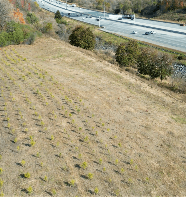 Elevated view of newly planted trees along the 407 ETR corridor.